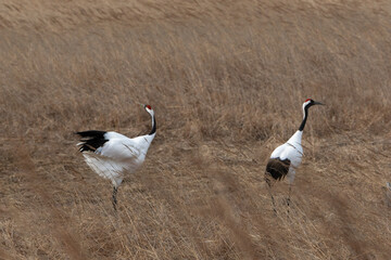 Fototapeta premium Grue du Japon