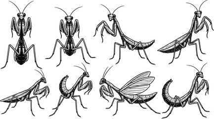 Obraz premium Praying Mantis Illustration Collection with Multiple Detailed Insect Poses in Hand Drawn Line Art Style for Entomology, Nature Design, and Scientific Graphics