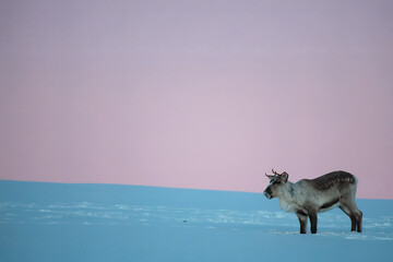 Winter wonderland in Swedish lapland, shot in February 2026. Reindeer on the mountains. © Ruzdi