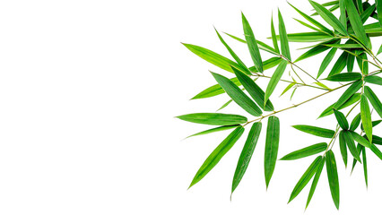 Obraz premium Fresh green bamboo leaves arranged on a white background showing details of the plant structure and texture