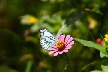 Fototapeta premium A beautiful butterfly on a flower, sucking nectar during pollination.