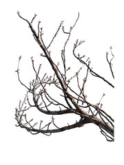 Fototapeta premium Bare tree branches isolated on transparent background winter nature. Tree branch twigs isolated.