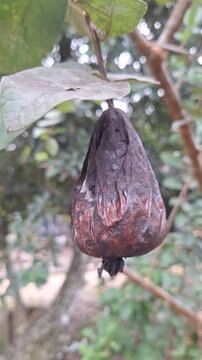 Close-up of a rotting Crystal Guava fruit (Psidium guajava) on a tree branch infected by pests and fruit flies in an orchard