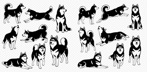 Set of Siberian Husky dogs in various poses, black and white vector illustration for pet-related designs. © Akun