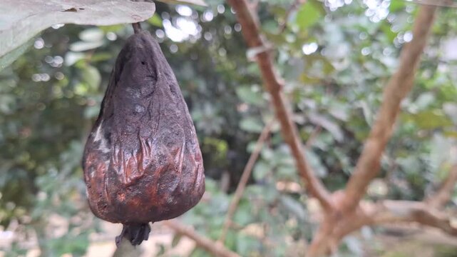 Close-up of a rotting Crystal Guava fruit (Psidium guajava) on a tree branch infected by pests and fruit flies in an orchard