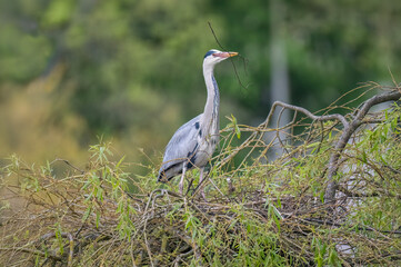 Fototapeta premium Heron perched on a tree with a twig in its beak