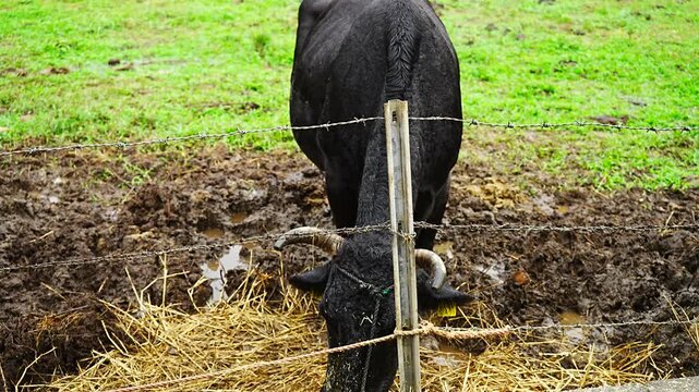  Water buffalo in Yubu Island, Okinawa, Japan - 日本 沖縄 由布島 水牛
