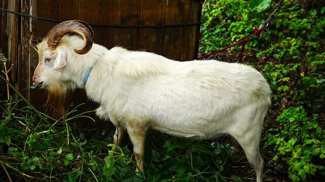 Goat Grazing on Green Grass in Rural Landscape, Okinawa, Japan - 日本 沖縄 草を食むヤギ