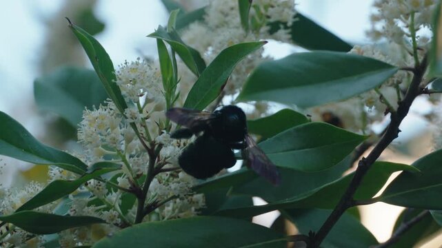 Large black carpenter bee pollinating white flowers