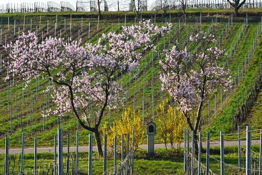 Feldkreuz,  bl&uuml;hende Mandelb&auml;ume, Weinberglandschaft, M&auml;rz