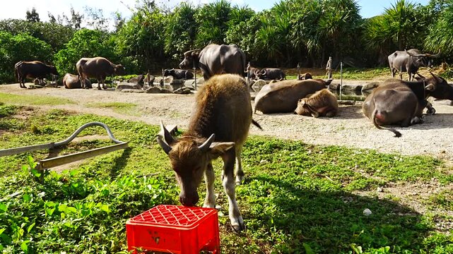 Baby Water buffalo in Yubu Island, Okinawa, Japan - 日本 沖縄 由布島 水牛 子牛
