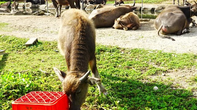 Baby Water buffalo in Yubu Island, Okinawa, Japan - 日本 沖縄 由布島 水牛 子牛
