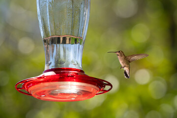 Fototapeta premium Small female hummingbird heading towards a feeder