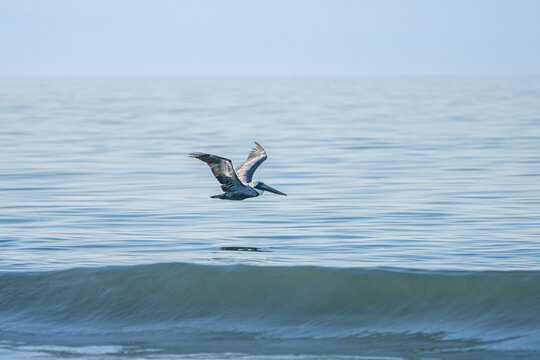 Brown pelican flying over the ocean