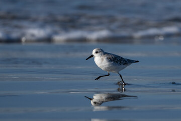 Fototapeta premium Sanderling shore bird running in the wet sand