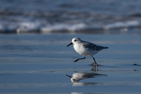 Sanderling shore bird running in the wet sand