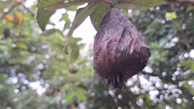 Close-up of a rotting Crystal Guava fruit (Psidium guajava) on a tree branch infected by pests and fruit flies in an orchard