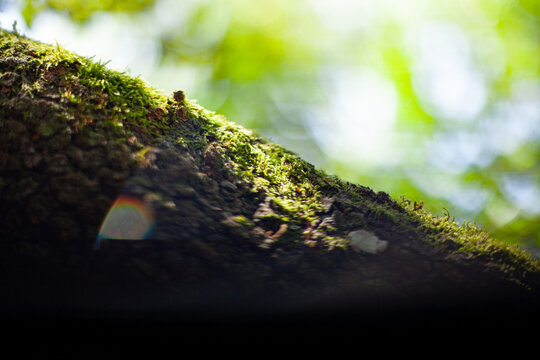 Mousse foresti&egrave;re