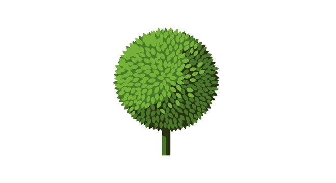 Topiary tree, spherical shape, green leaves, isolated on white background