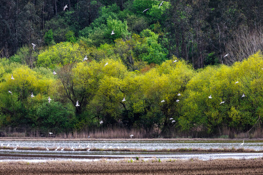 Bando de gar&ccedil;as brancas pequenas, Egretta garzertta, na orla da floresta 