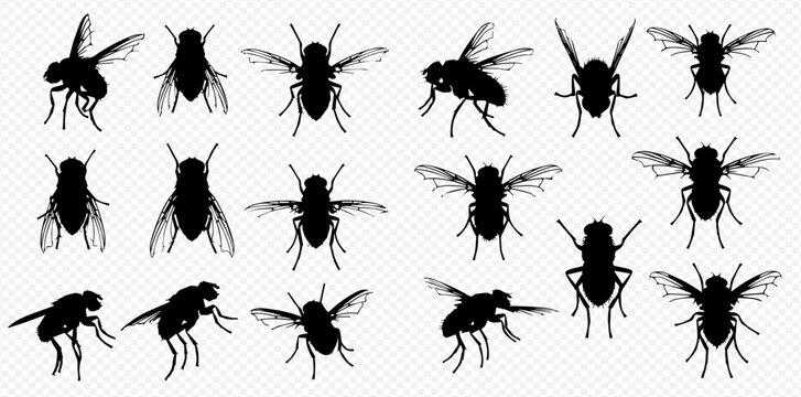 Collection of various fly silhouettes in different poses, showcasing insect anatomy and flight patterns.