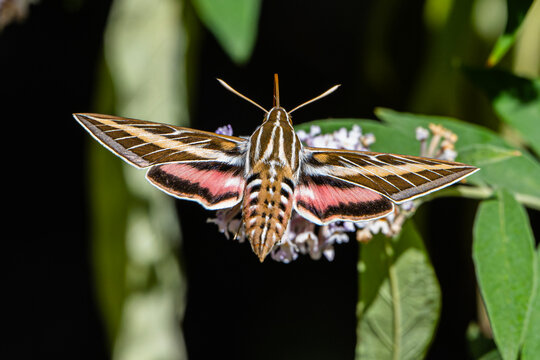 White-lined Sphinx Moth (Hiles lineata) Photo, Feeding in Flight, From the Rear