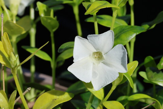 Vinca minor f. alba 'Gertrude Jekyll'. Close up of white periwinkle flower with green foliage in the background.