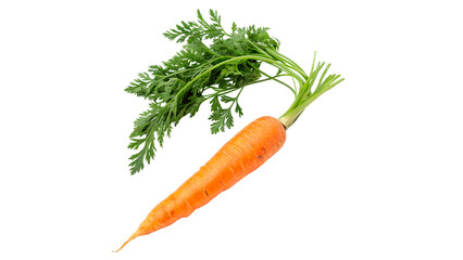 Fresh carrot with green leaves held upright on a white background in a casual setting © PNG_MEGAStock