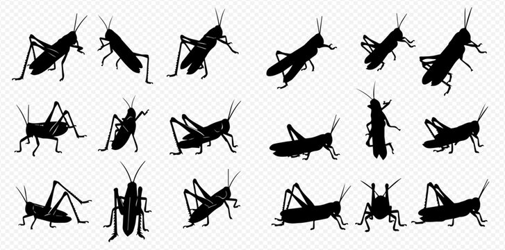 Set of grasshopper silhouettes in various poses, isolated on a transparent background, depicting insects in different positions.