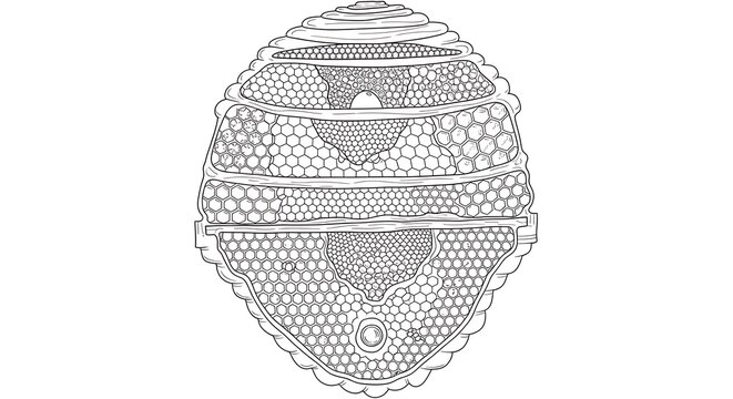 Detailed black and white illustration depicting a cross section of a microscopic radiolarian shell structure with intricate hexagonal patterns.