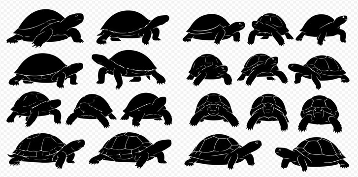 Set of black silhouettes of tortoises and turtles in various poses and views, isolated on transparent background.