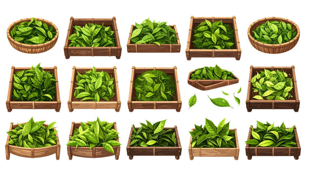 Green Tea Leaves Harvesting and Drying Process on Traditional Bamboo Trays Isolated on White Background Natural Herbal Product Production Vector Illustration