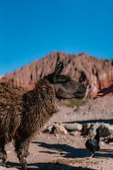 Fototapeta premium Llama stands on dusty ground near red mountains