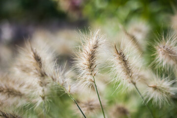 Fototapeta premium Flower Close Ups