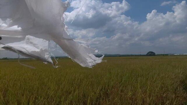 Video showing a simple plastic bird scarer mounted on a wooden pole in a rice field, moving in the wind under a bright blue sky with clouds.