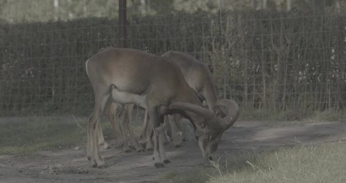 Two goats interacting in natural setting on sunny day