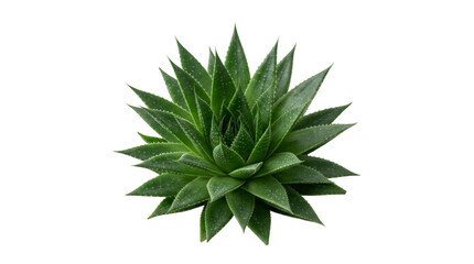 Fototapeta premium Green succulent plant growing isolated on white background
