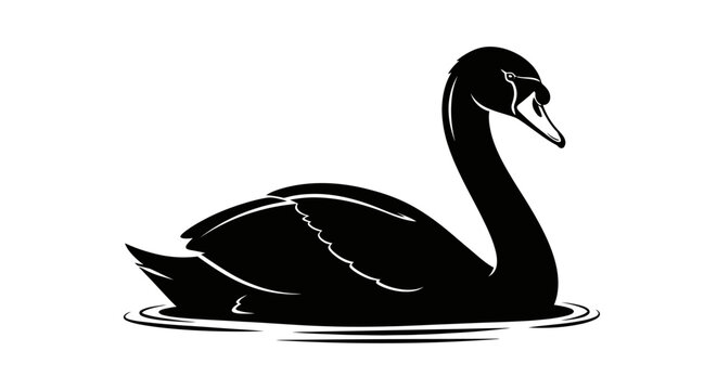 Black swan swimming in water