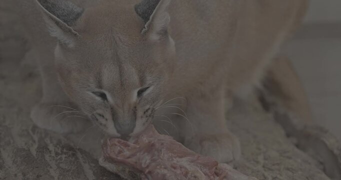 Fierce Caracal Stealing Focus While Enjoying Tasty Treat in Natural Setting
