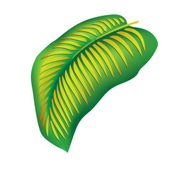 jungle flower,leaves  tropic set. isolated elements. Palm leaf, monstera, pink plumeria flower,hibiscus blossom, exotic tropical summer flowers and leaves. © Feoktistova