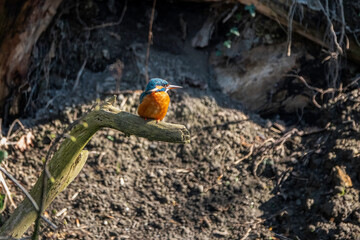 Obraz premium Vibrant Common Kingfisher Perched on Mossy Branch Over Riverbank in Sunlit Woodland