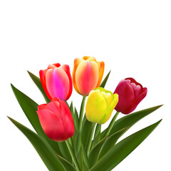 Fototapeta premium Spring tulip flower.