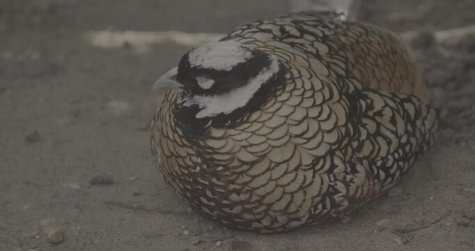 Reeves's pheasant sleeping in yard. Syrmaticus reevesii is a large pheasant within the genus Syrmaticus. It is endemic to China. Close up.