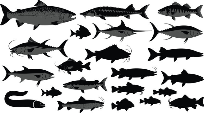 A collection of various fish silhouettes including trout salmon tuna and catfish in grey and black isolated on white background