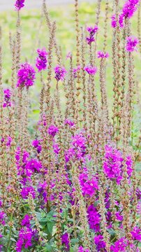 Lythrum. Flowers purple-leaved willow herb. An elongated wildflower that blooms in summer. Slow motio