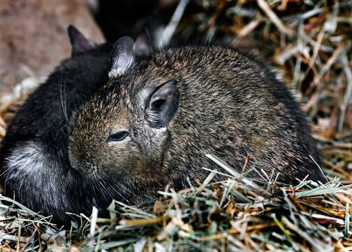 Common degu on the straw. Latin name - Octodon degus
