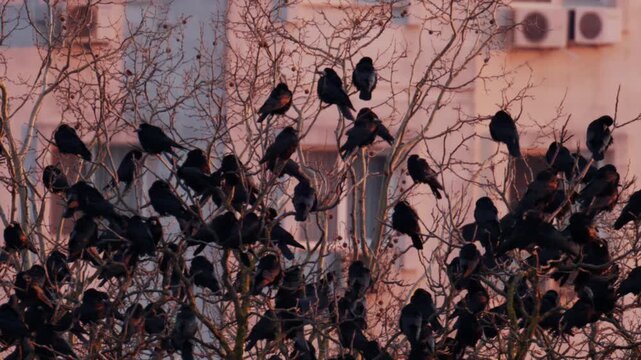 Large flock of dark birds gathered on leafless tree branches in an urban environment during winter