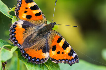 Naklejka premium Orange Butterfly