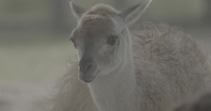 Lama pacos is a species of South American camelid mammal. Traditionally, alpacas were kept in herds that grazed on the level heights of the Andes of Southern Peru, Western Bolivia, Ecuador, and