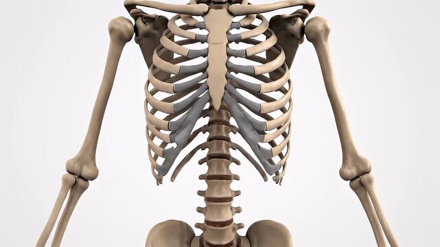 Human Torso Skeleton Anatomy Medical Illustration